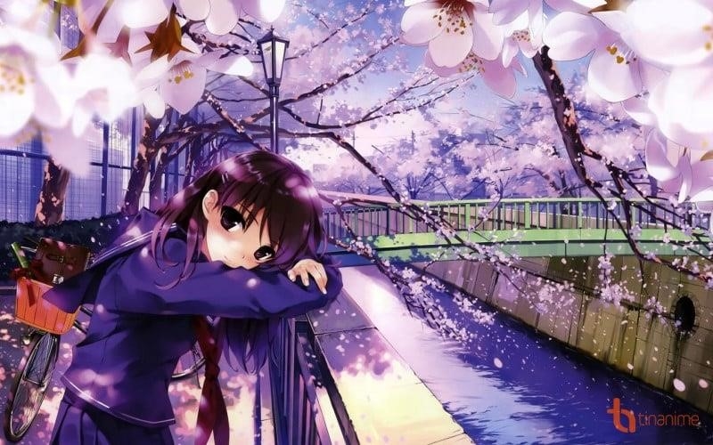 Hình ảnh của Hoa Đào Anime Buồn một mình cô đơn và lạc lõng.